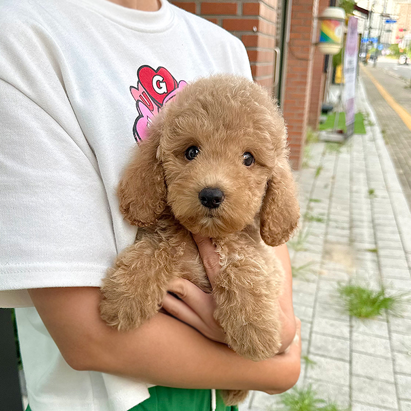 스탠다드 푸들