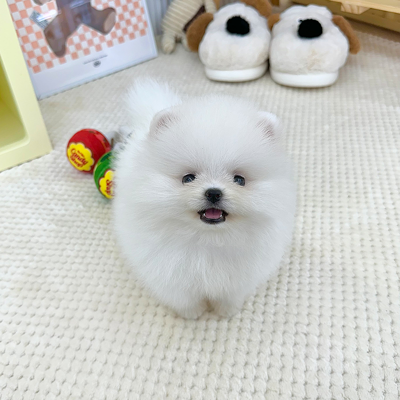 포메라니안