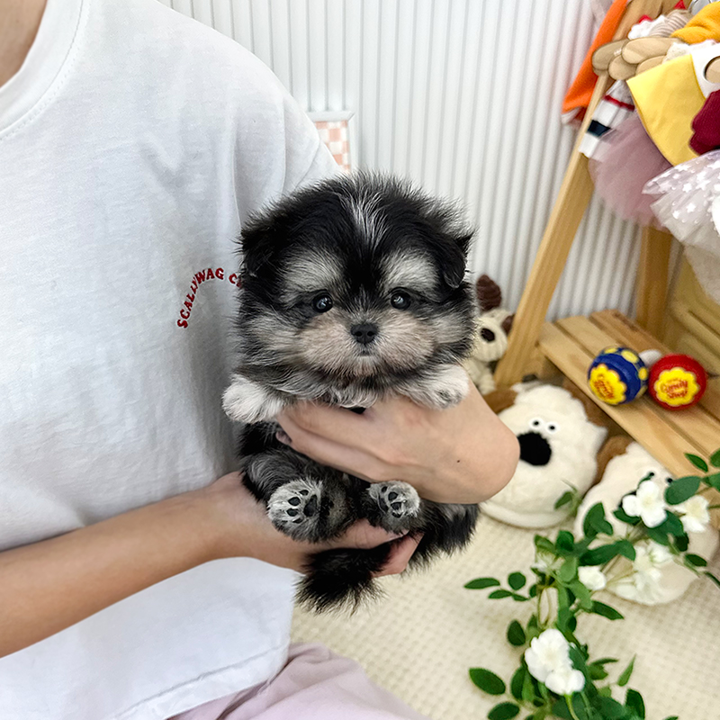 말티폼