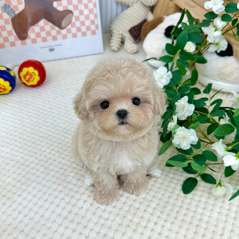 테디 푸들