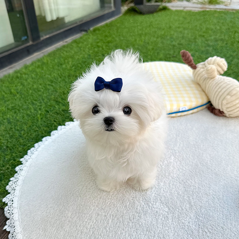 말티즈