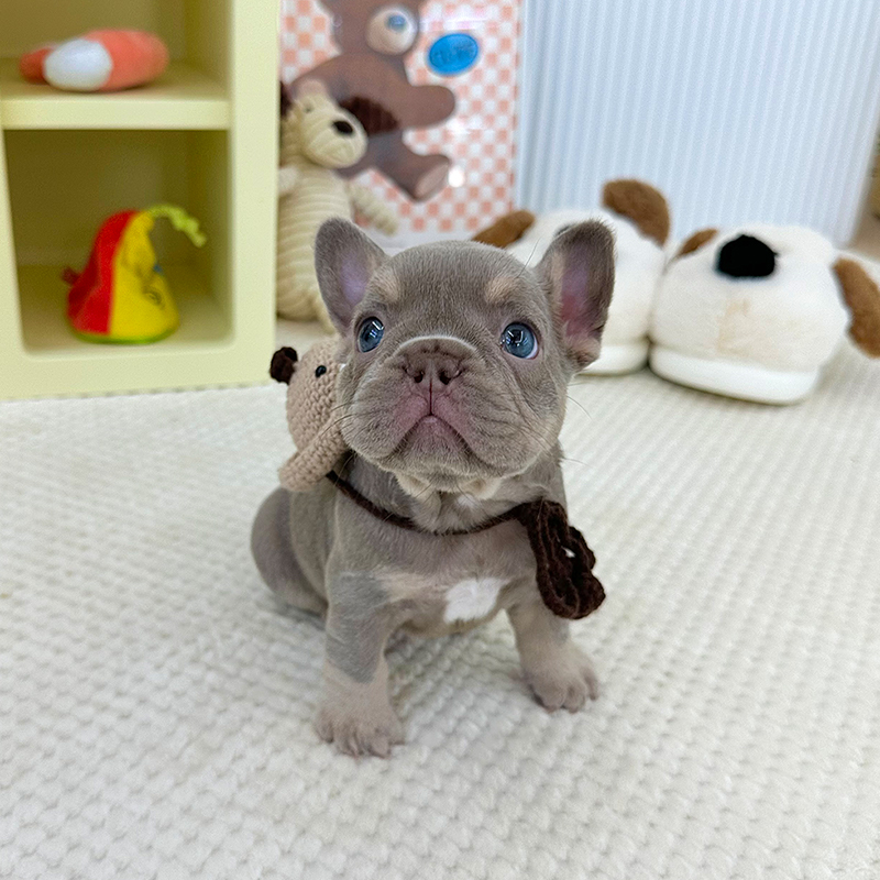 프렌치 불독