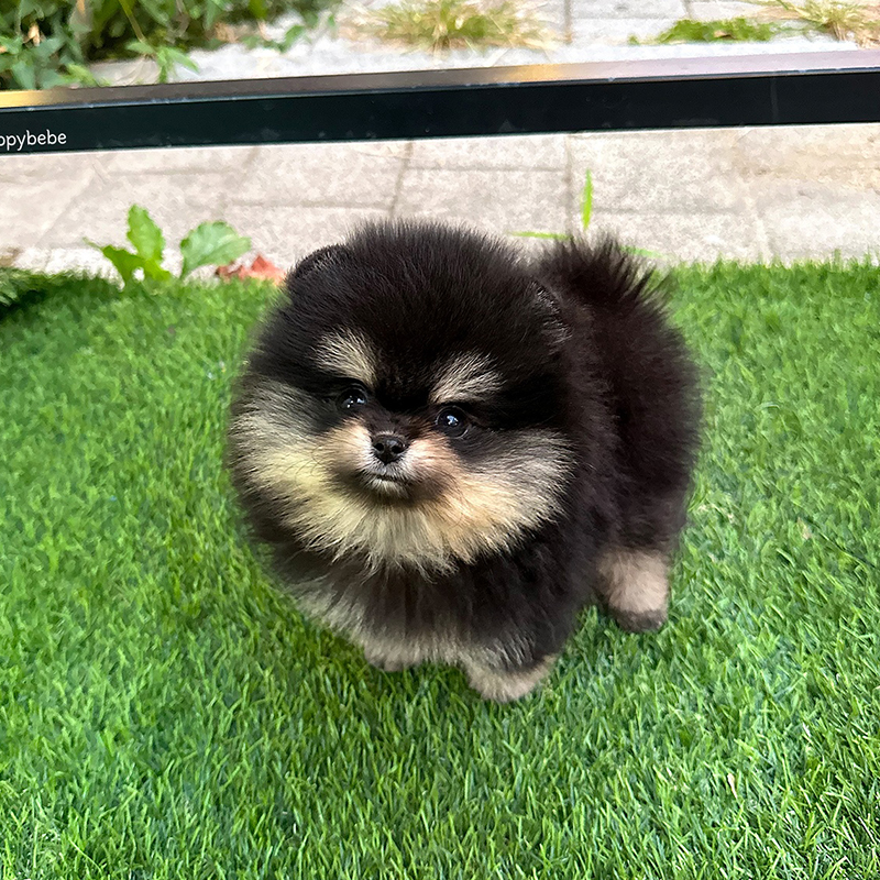 포메라니안