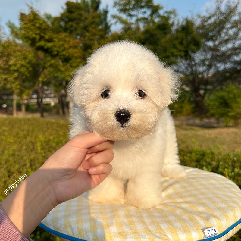 꼬똥 드 툴레아