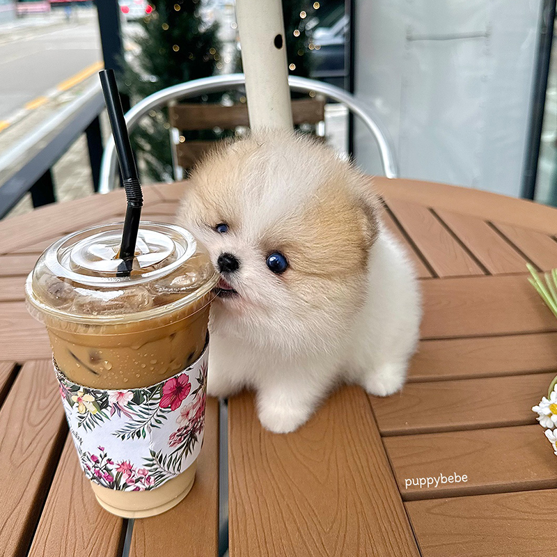 포메라니안