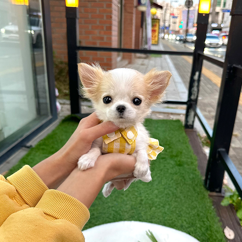 장모 치와와