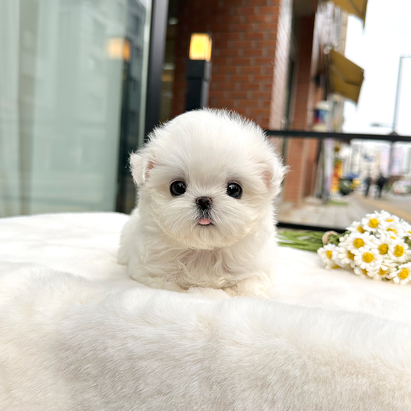 말티즈