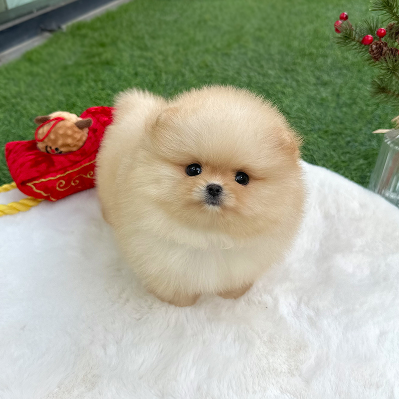 포메라니안
