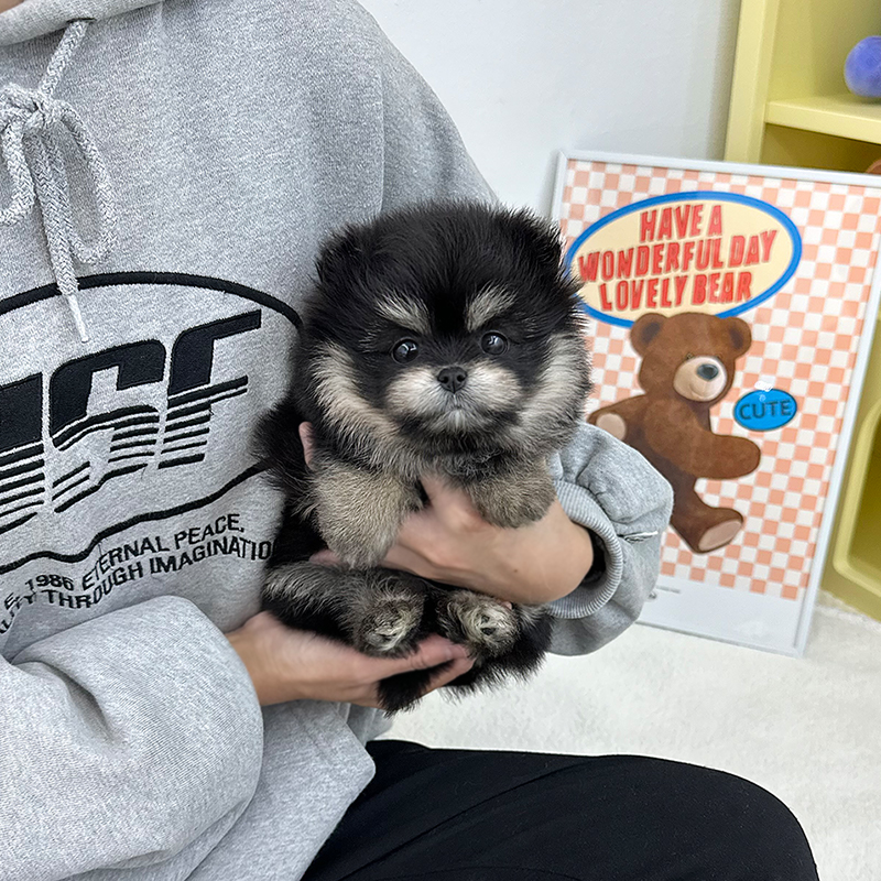 말티폼