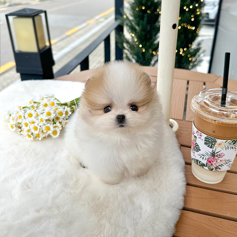 포메라니안