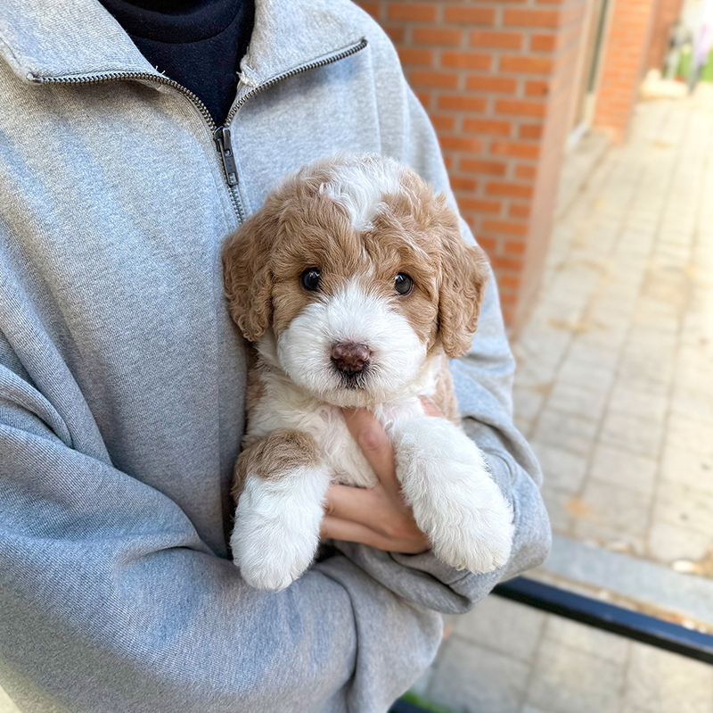 스탠다드 푸들