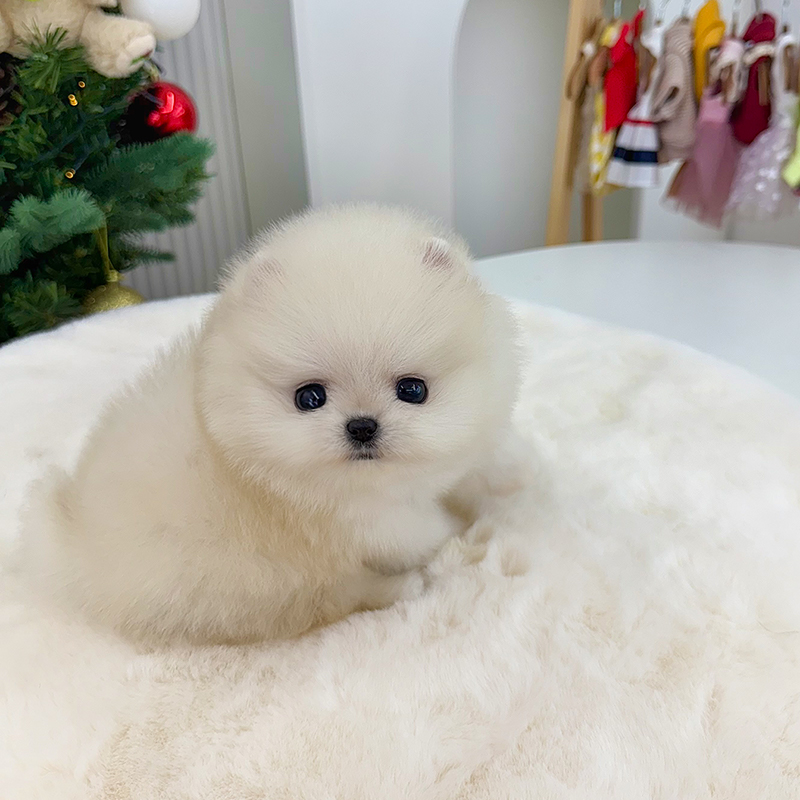 포메라니안
