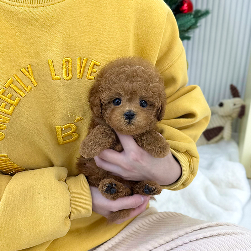 푸 들