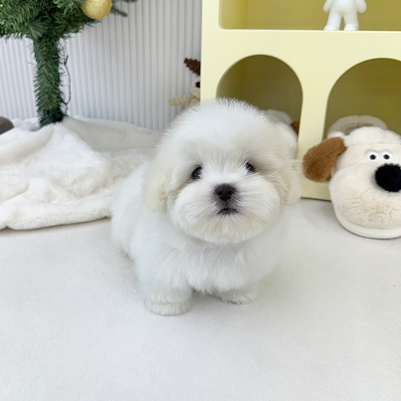 꼬똥 드 툴레아