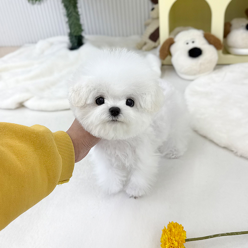 미니 비숑