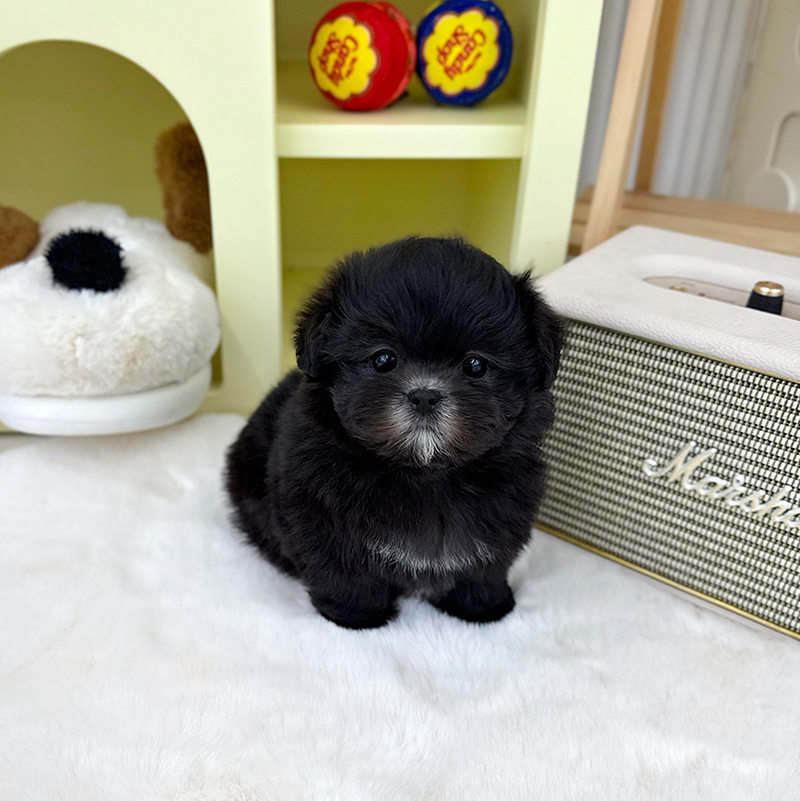 말티푸