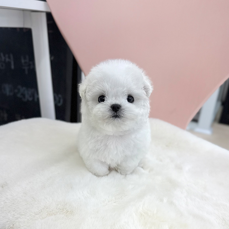 미니 비숑