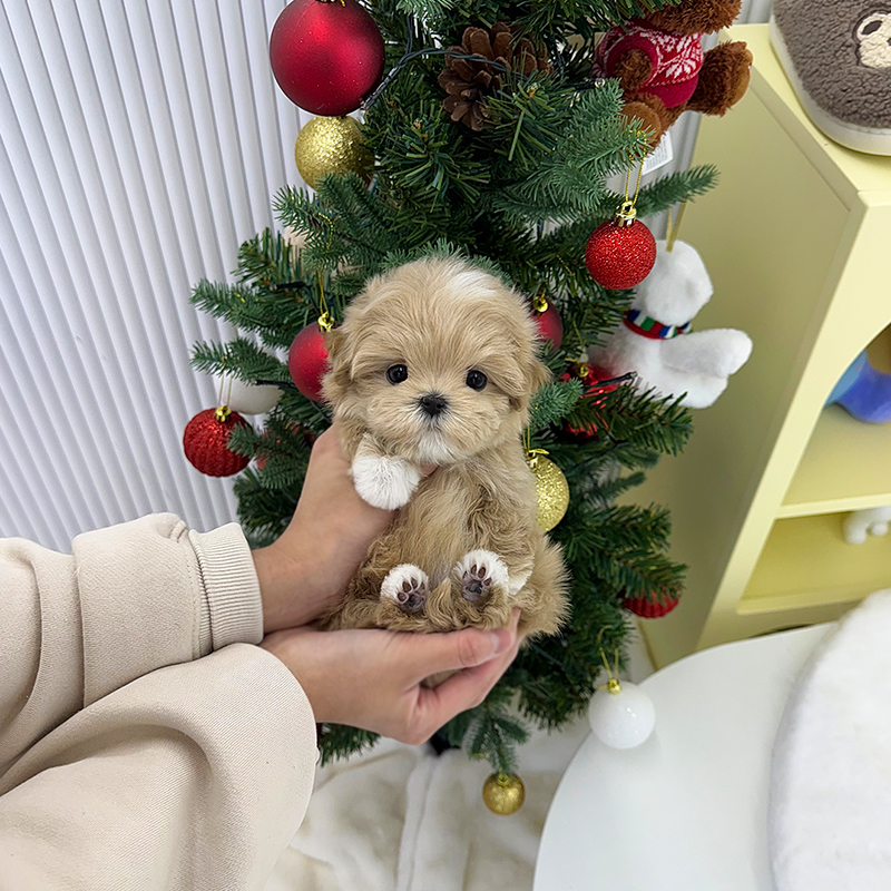 말티푸