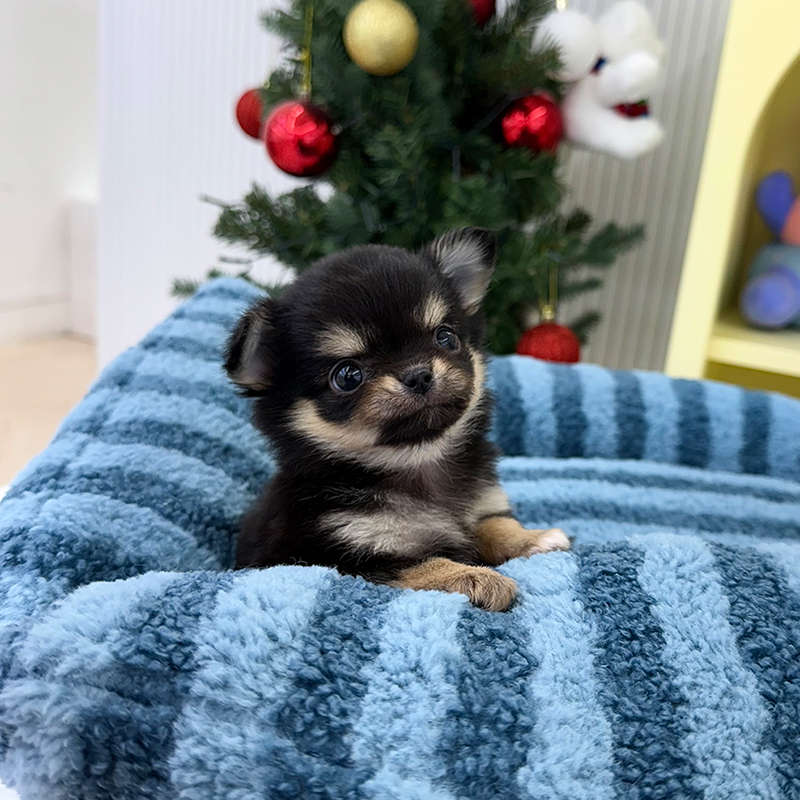 장모 치와와