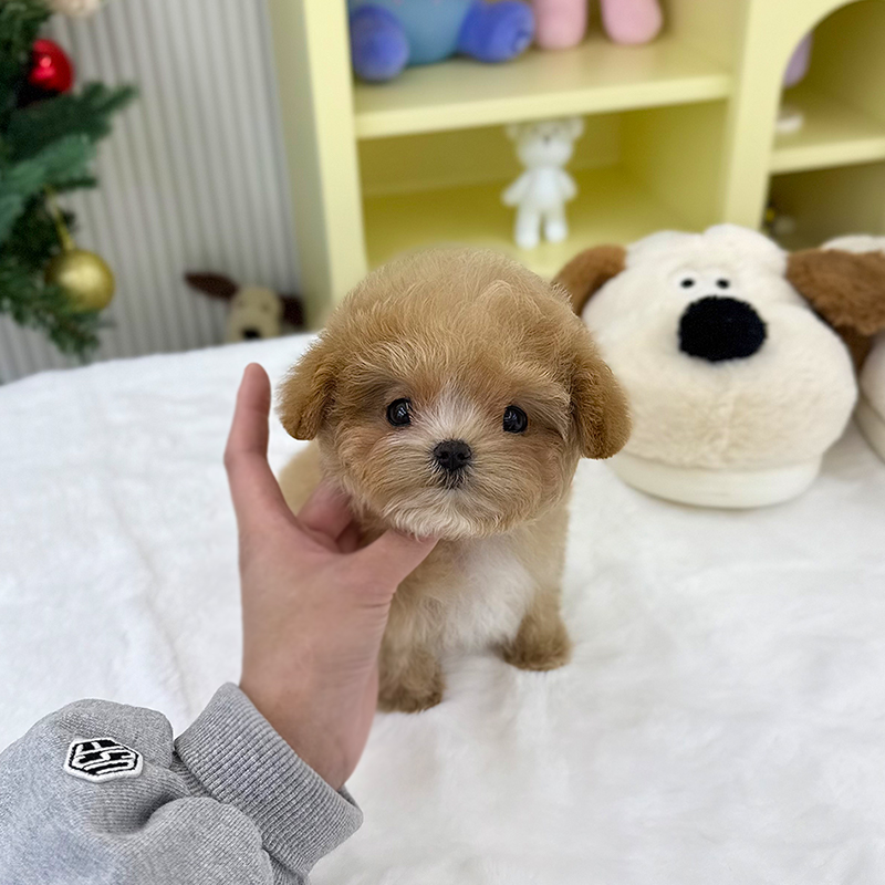 말티푸