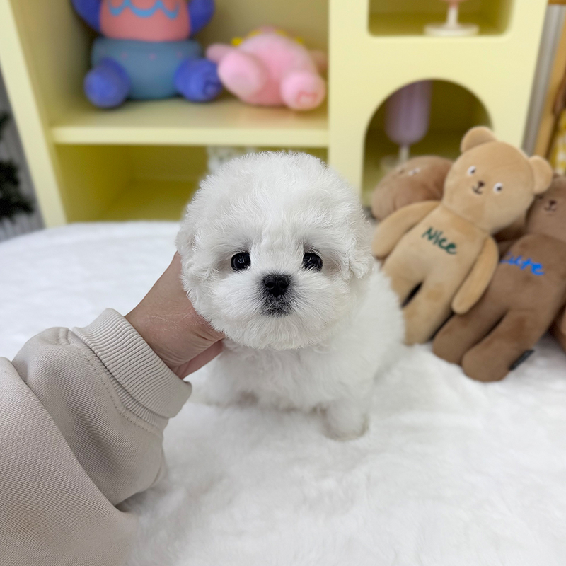 미니 비숑