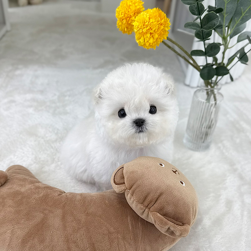 미니 비숑