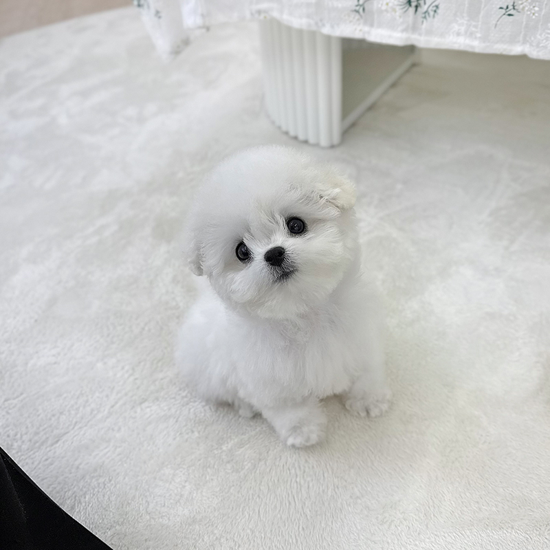 미니 비숑