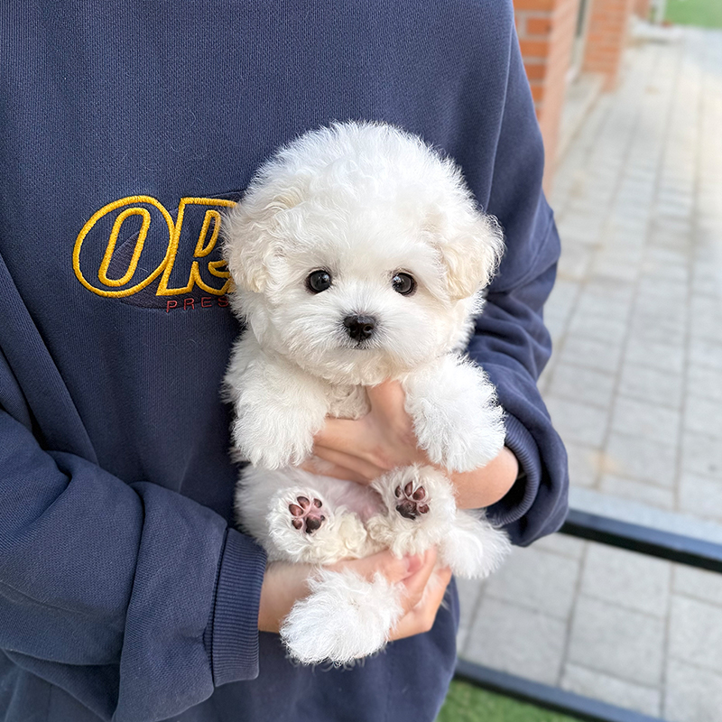 비숑 프리제