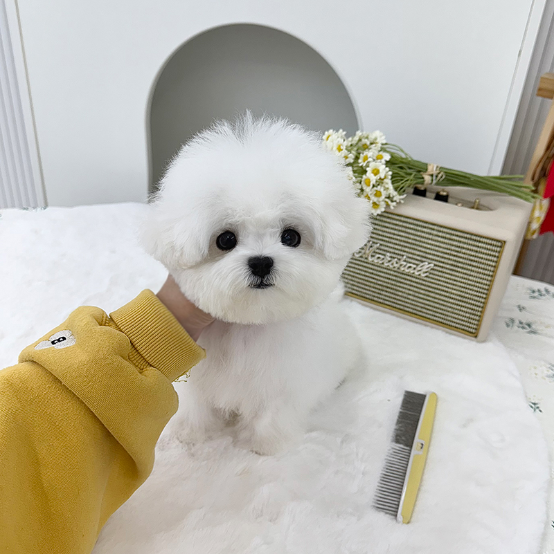 미니 비숑