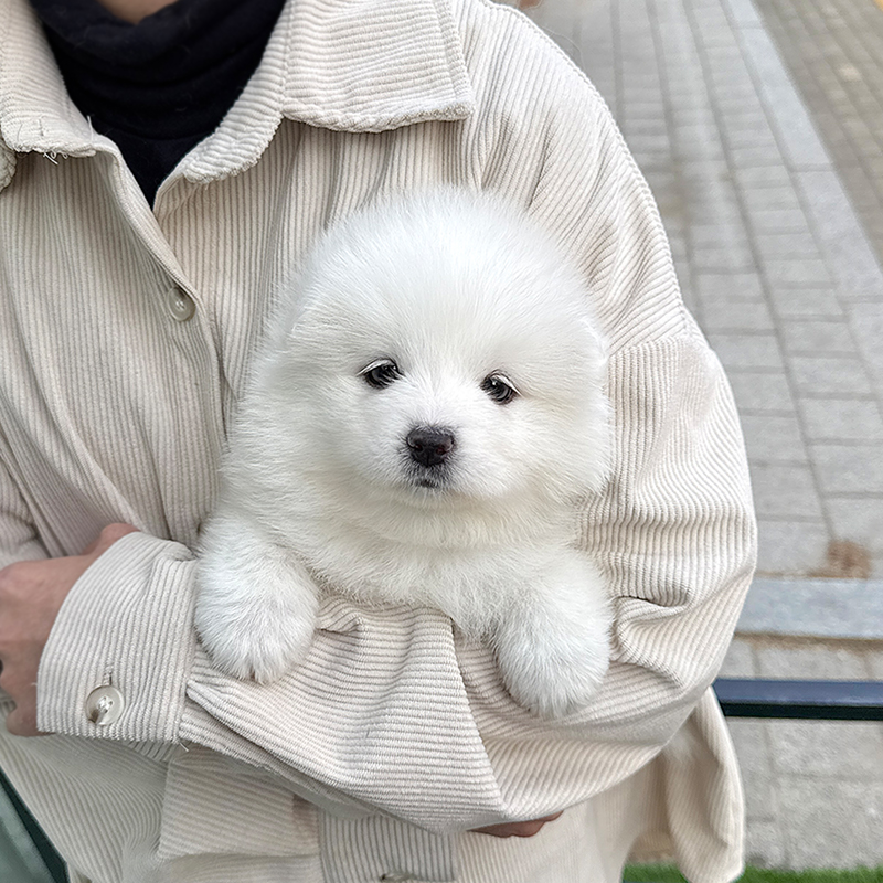 사모 예드