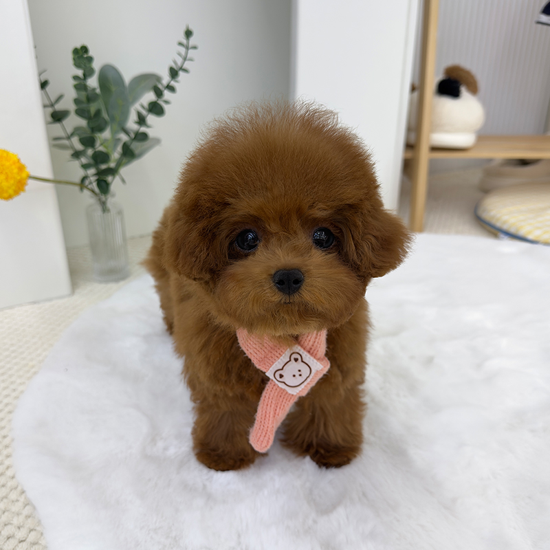 푸 들
