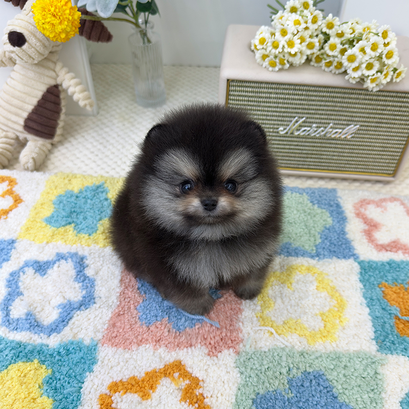 포메라니안
