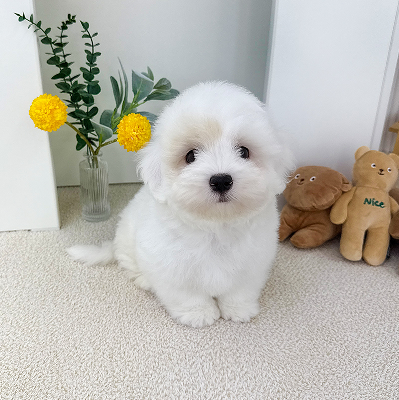 꼬똥 드 툴레아