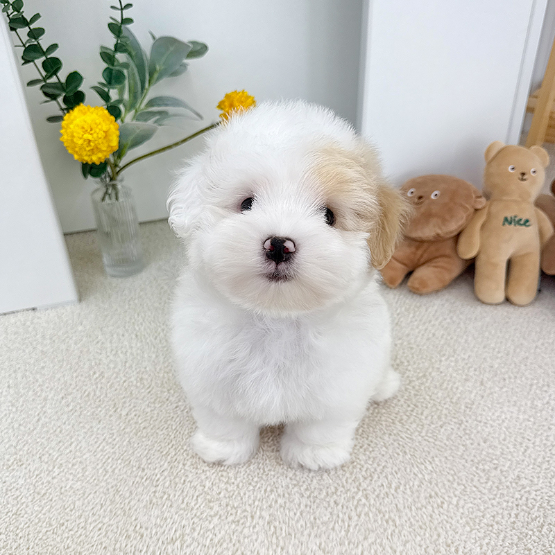 꼬똥 드 툴레아