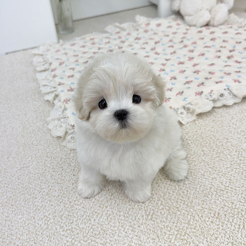 꼬똥 믹스