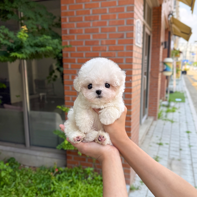 미니 비숑