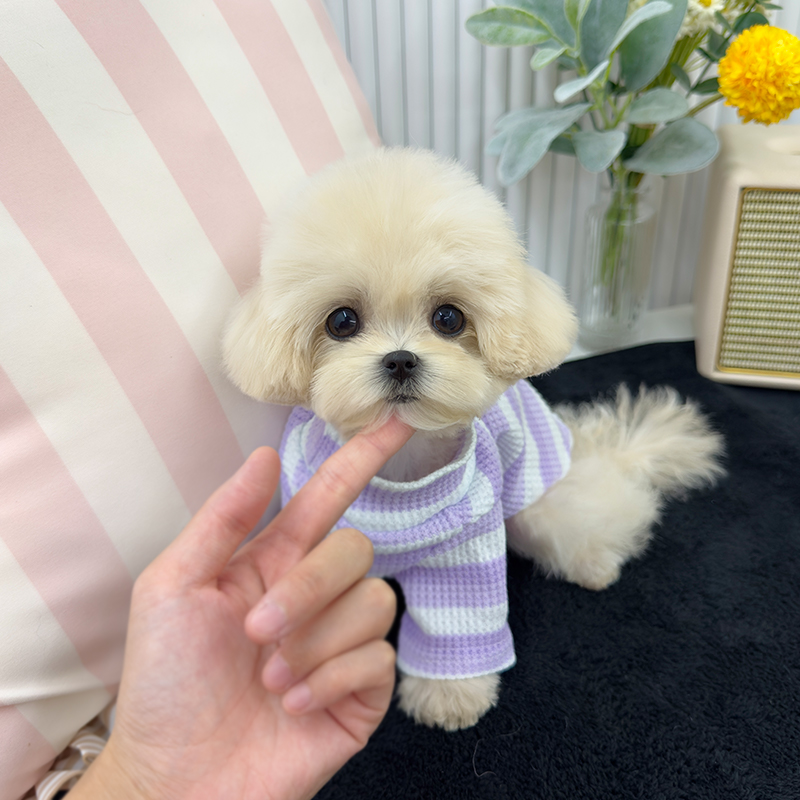 말티푸