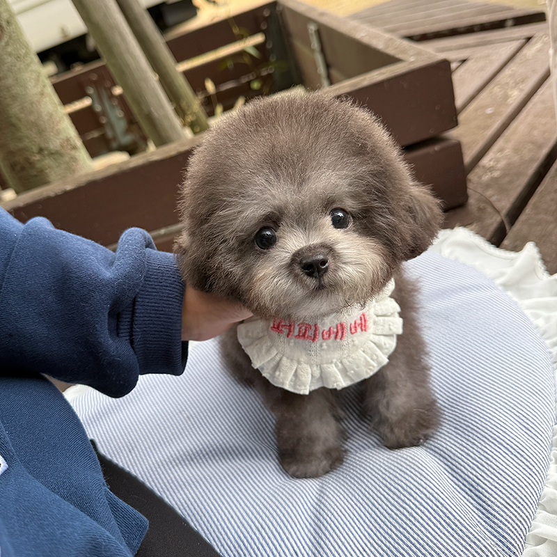 토이 푸들