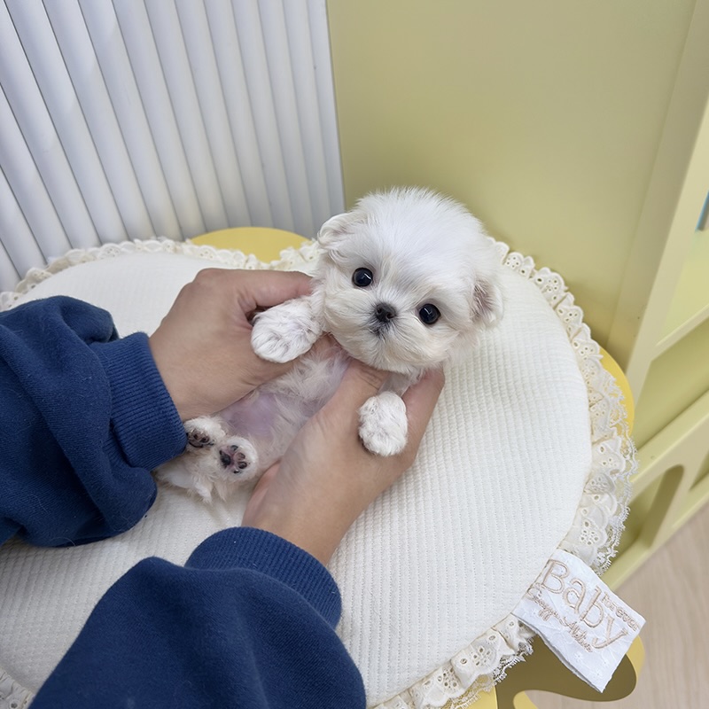 말티즈