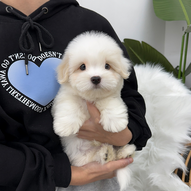 꼬똥 드 툴레아