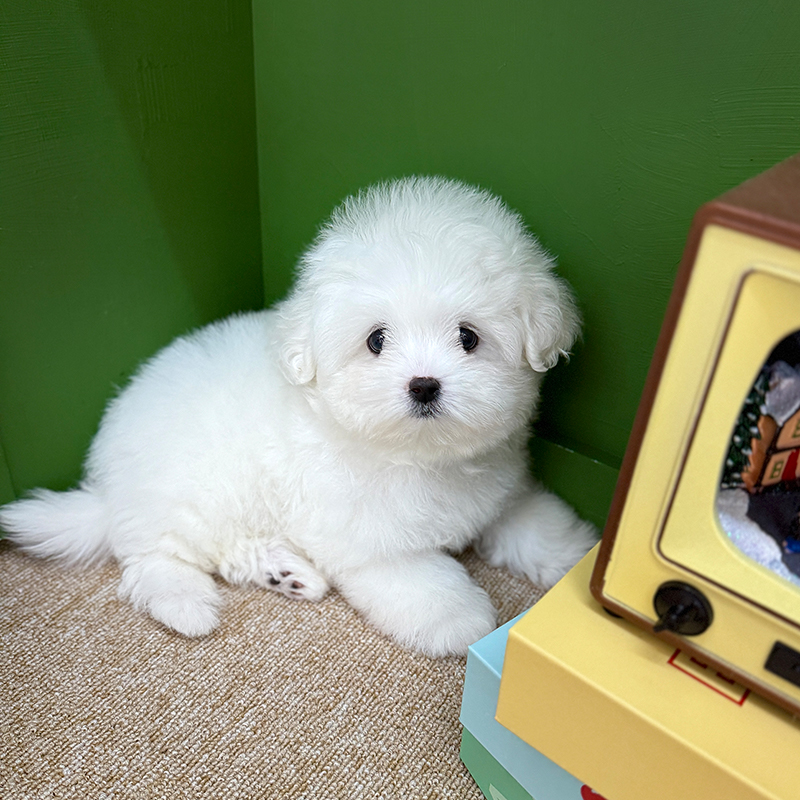 꼬 숑