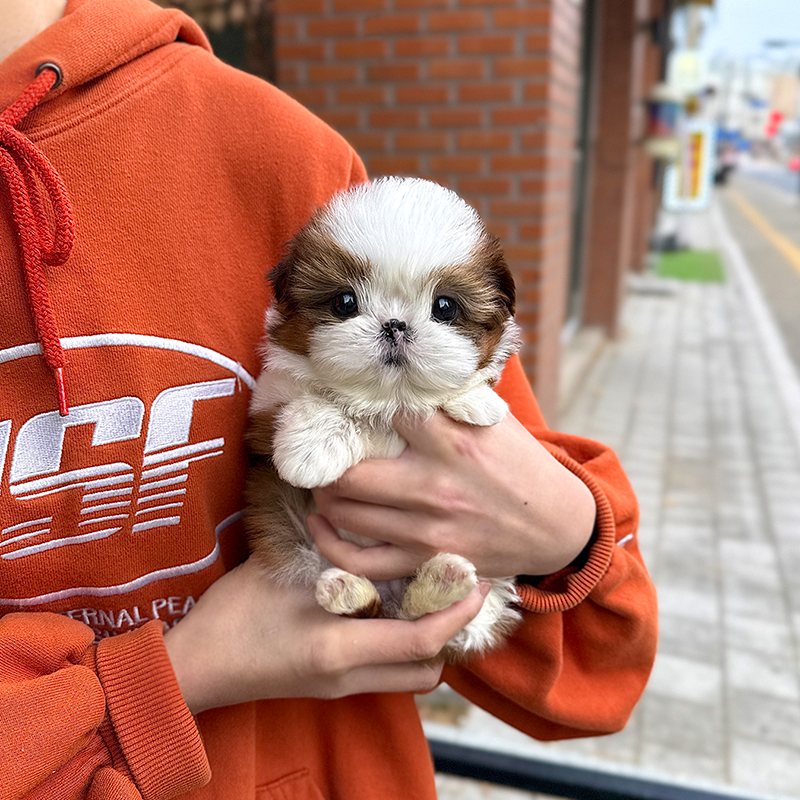 시 츄
