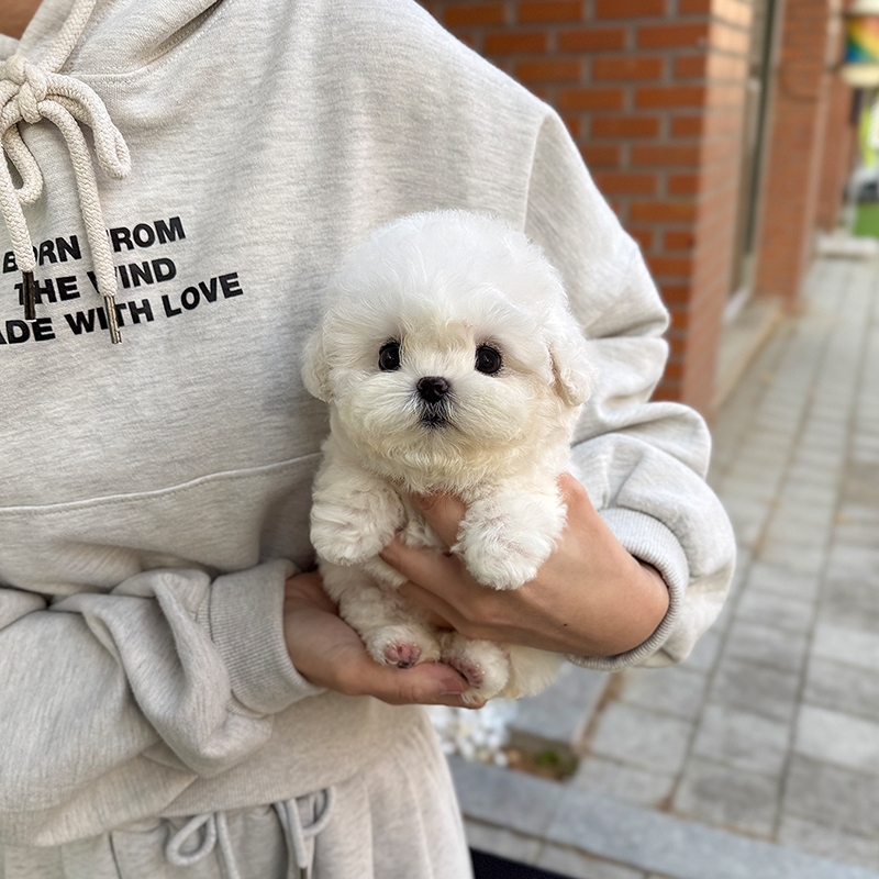 미니 비숑