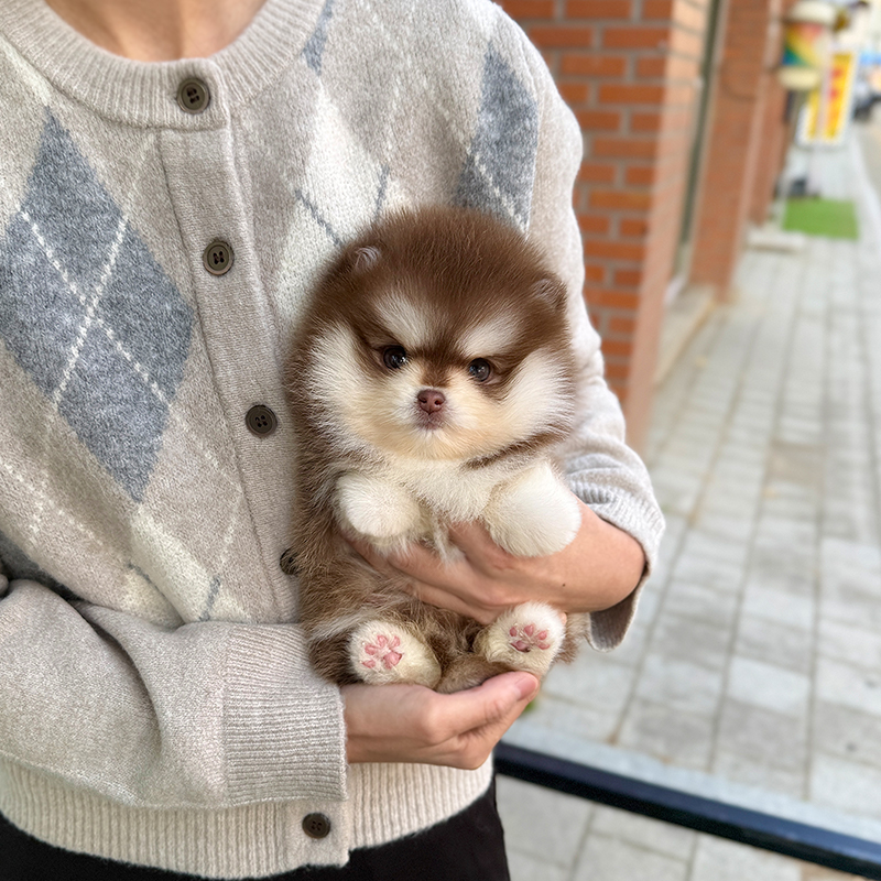 폼스키
