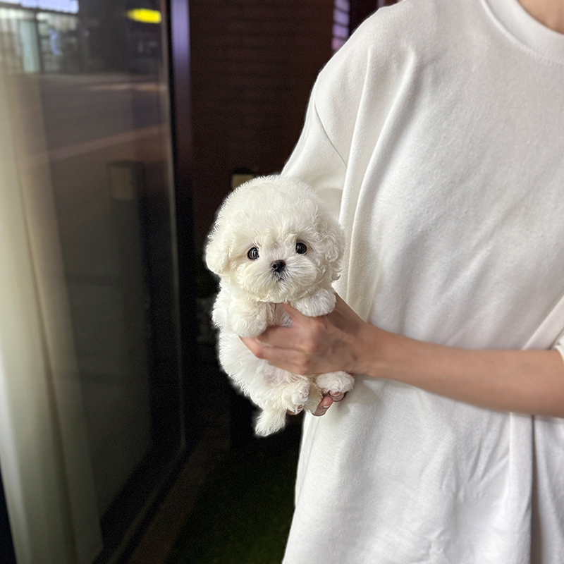 미니 비숑