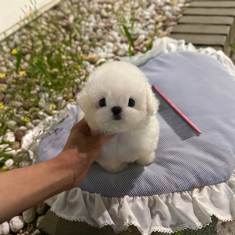 미니 비숑