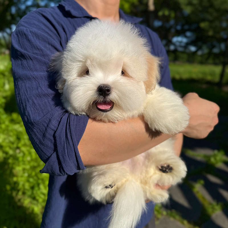 꼬똥 드 툴레아