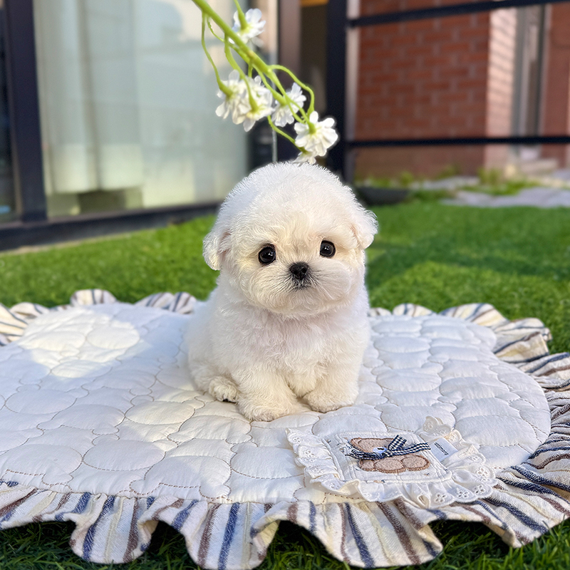 미니 비숑