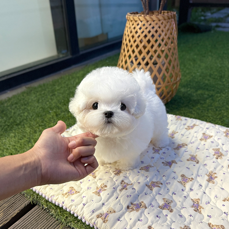 미니 비숑