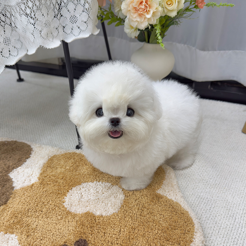 미니 비숑